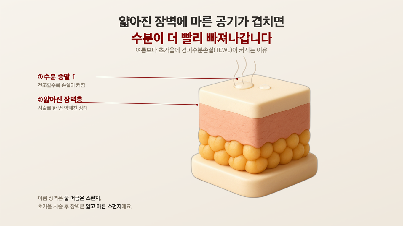 시술 후 회복 중인 피부 장벽이 건조한 공기에 수분을 더 빼앗기는 원리를 보여주는 3D 피부 단면 모형