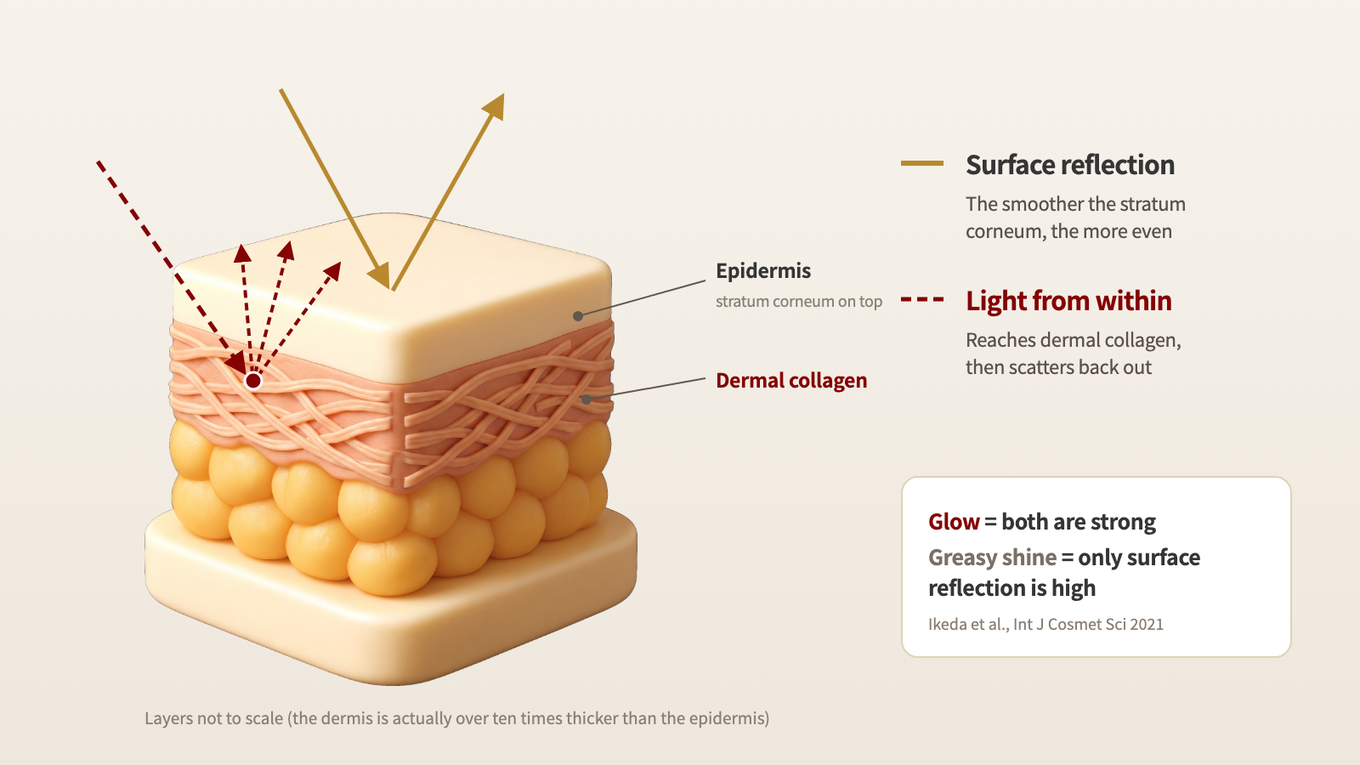 When the outer layer is smooth, surface reflection comes back evenly, and light that reaches dermal collagen scatters back out evenly from within