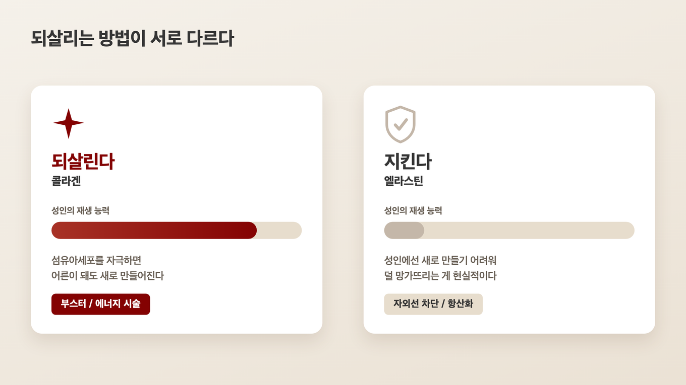 콜라겐은 자극해 새로 짓고, 엘라스틴은 지키는 쪽으로 접근이 갈리는 비교