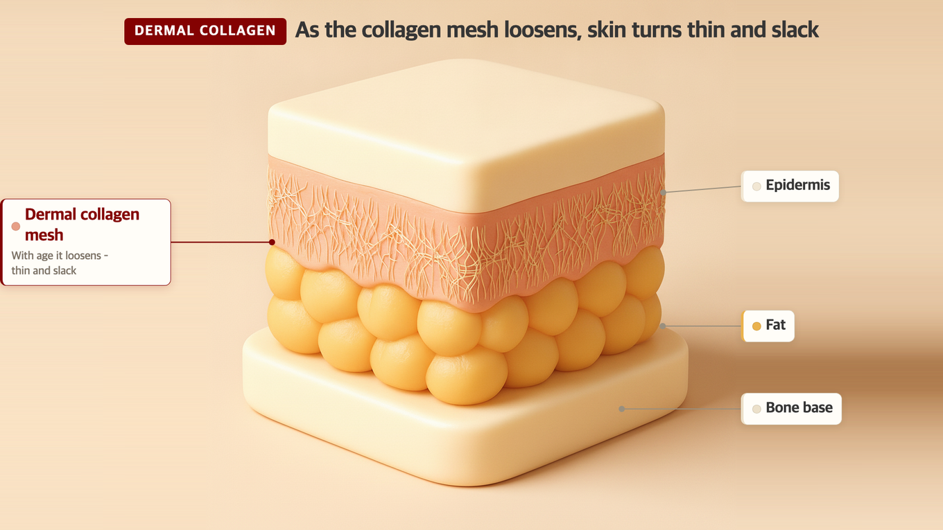 The collagen mesh in the dermis is dense when young but becomes sparse, thin, and weak with age