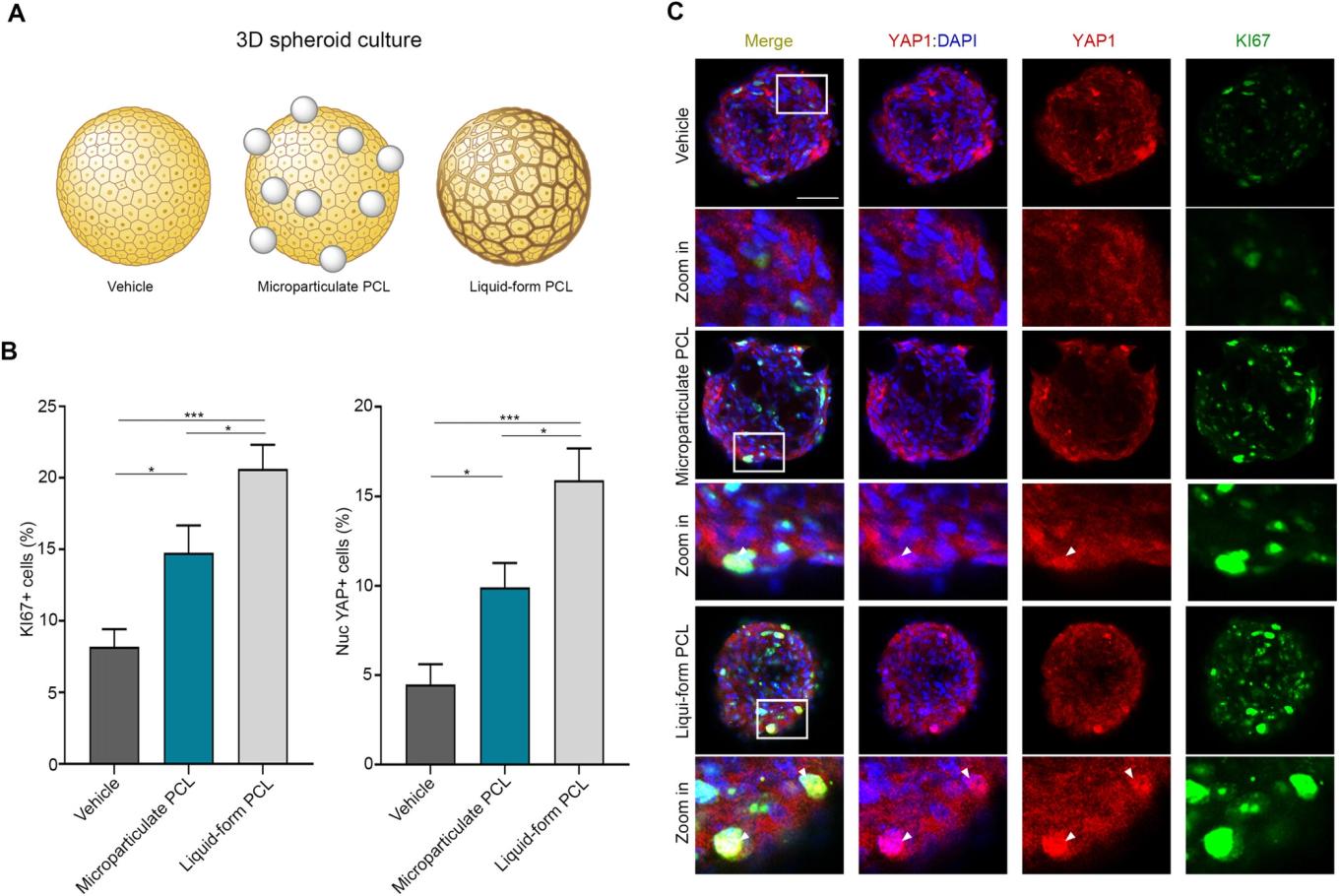 Human dermal fibroblast spheroids treated with liquid PCL - more cells show the proliferation marker and the activation signal