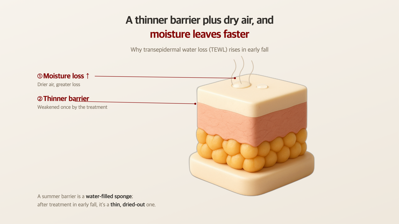 A 3D skin model showing how a recovering skin barrier loses moisture to dry air after treatment