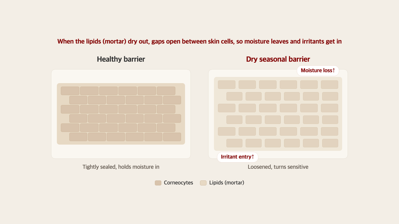 Comparison of the stratum corneum barrier to a brick wall, showing compact lipids in a healthy barrier and dried-out gaps in an autumn barrier - moisture escapes and irritants enter
