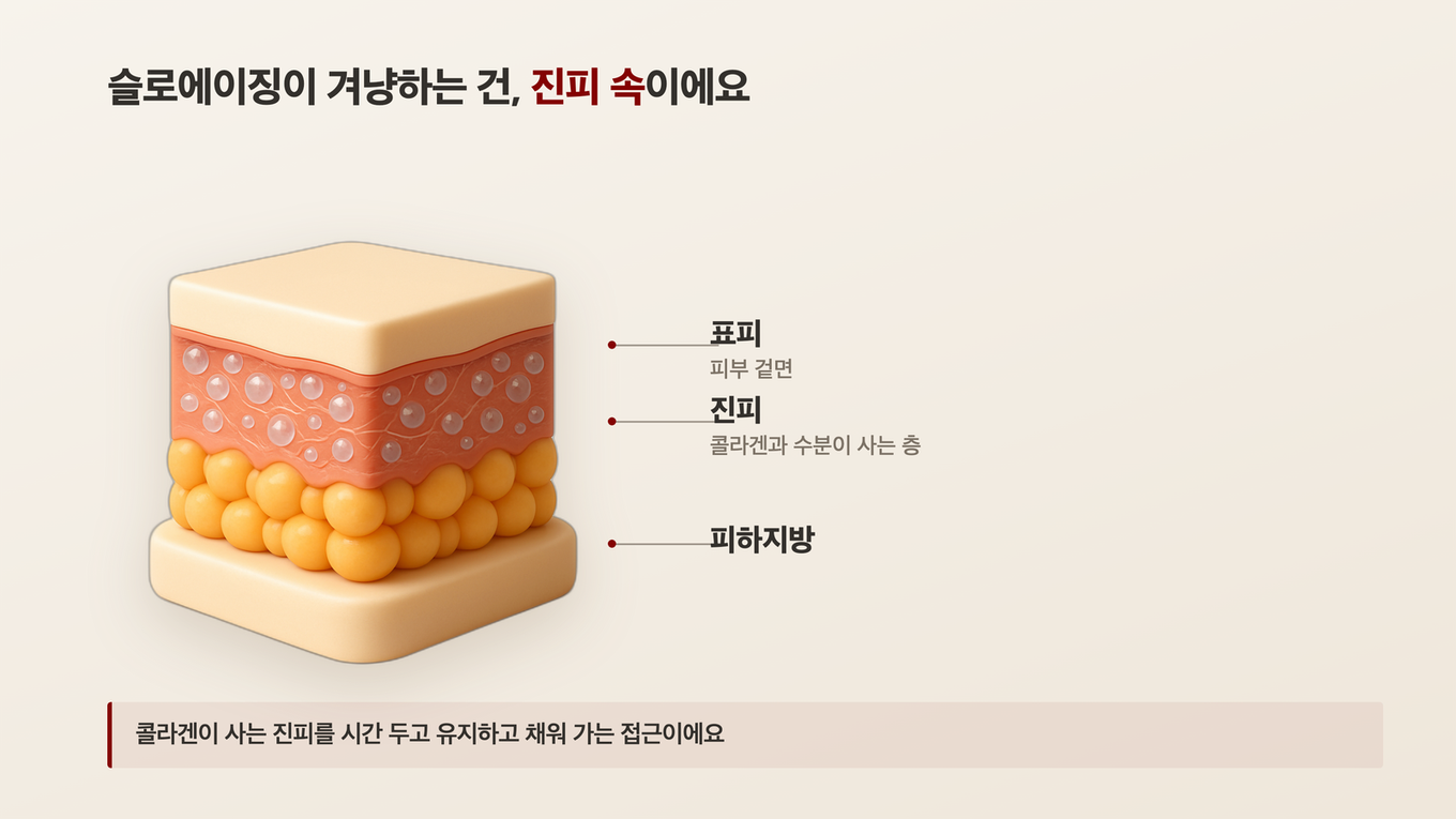 표피 진피 피하지방 층을 보여주는 사실적 3D 피부 단면 모형 위에 진피 콜라겐을 서서히 유지한다는 슬로에이징 개념을 얹은 도식