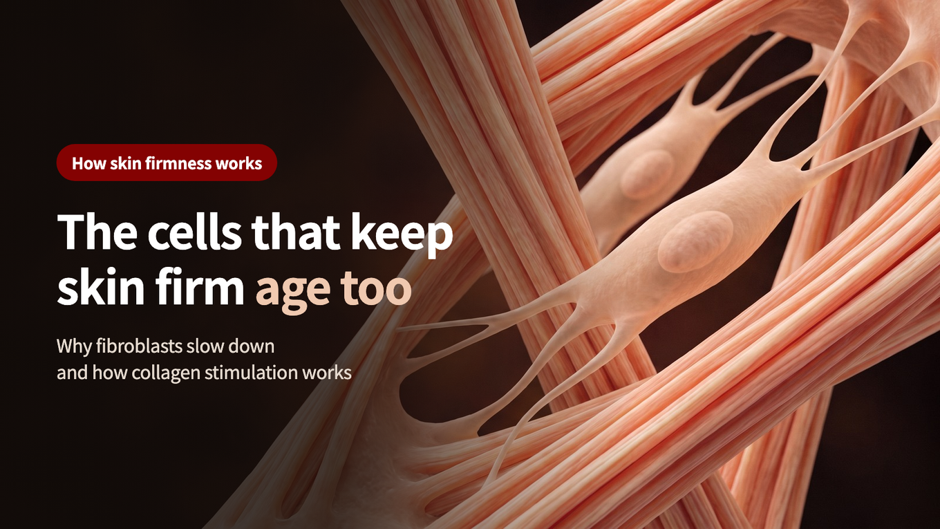 The cells that keep skin firm age too - why fibroblasts slow down and how collagen stimulation works