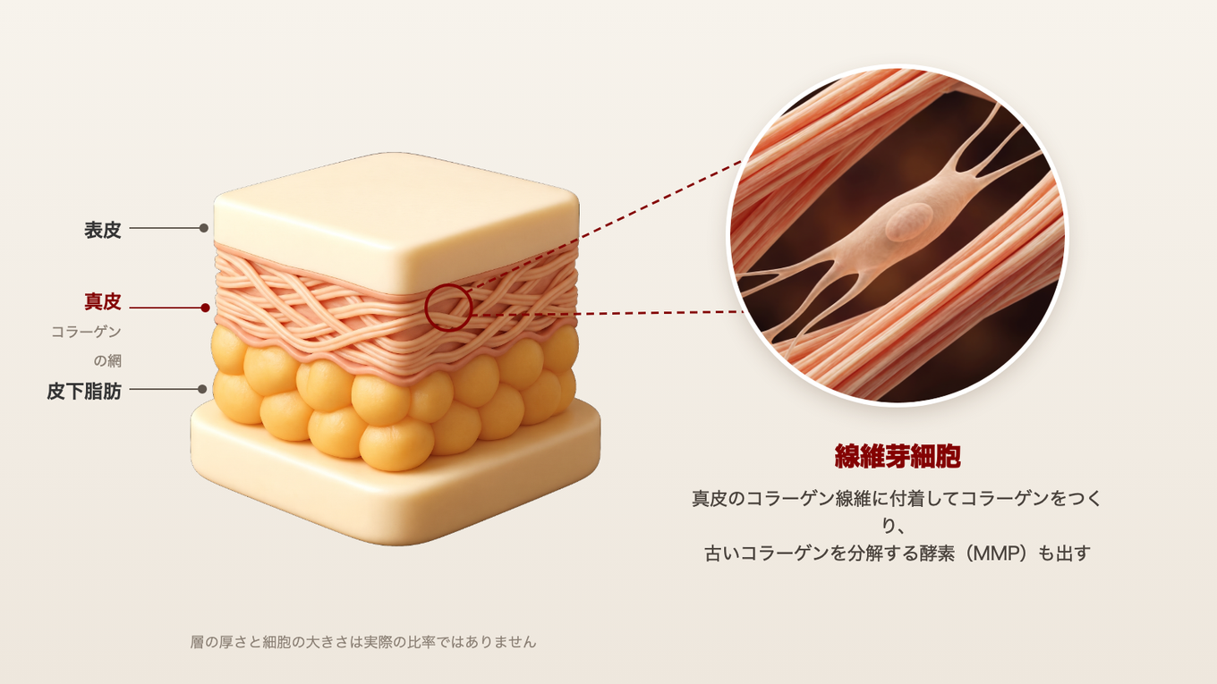 真皮のコラーゲンの網の間で、線維芽細胞が線維に広く付着してコラーゲンをつくっている