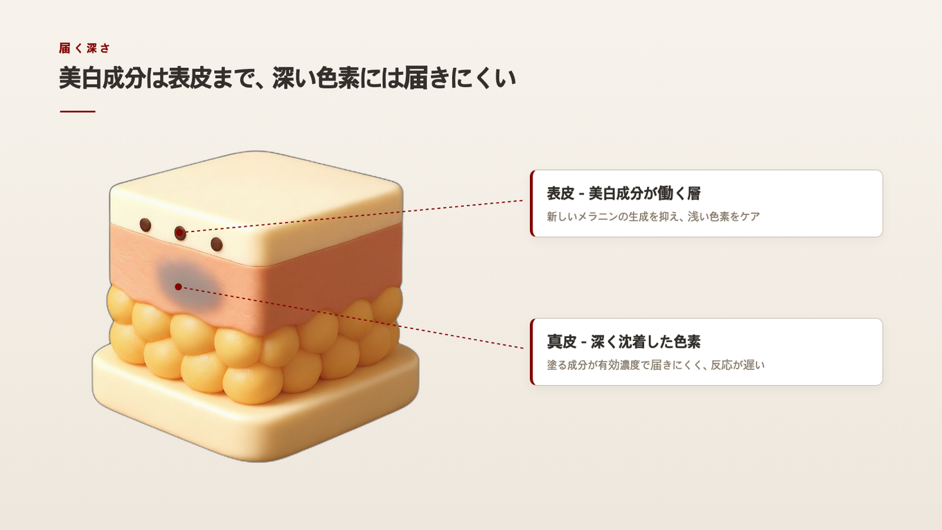 塗る美白成分は表皮には届きますが、深い真皮の色素までは有効な濃度で届きにくいのです
