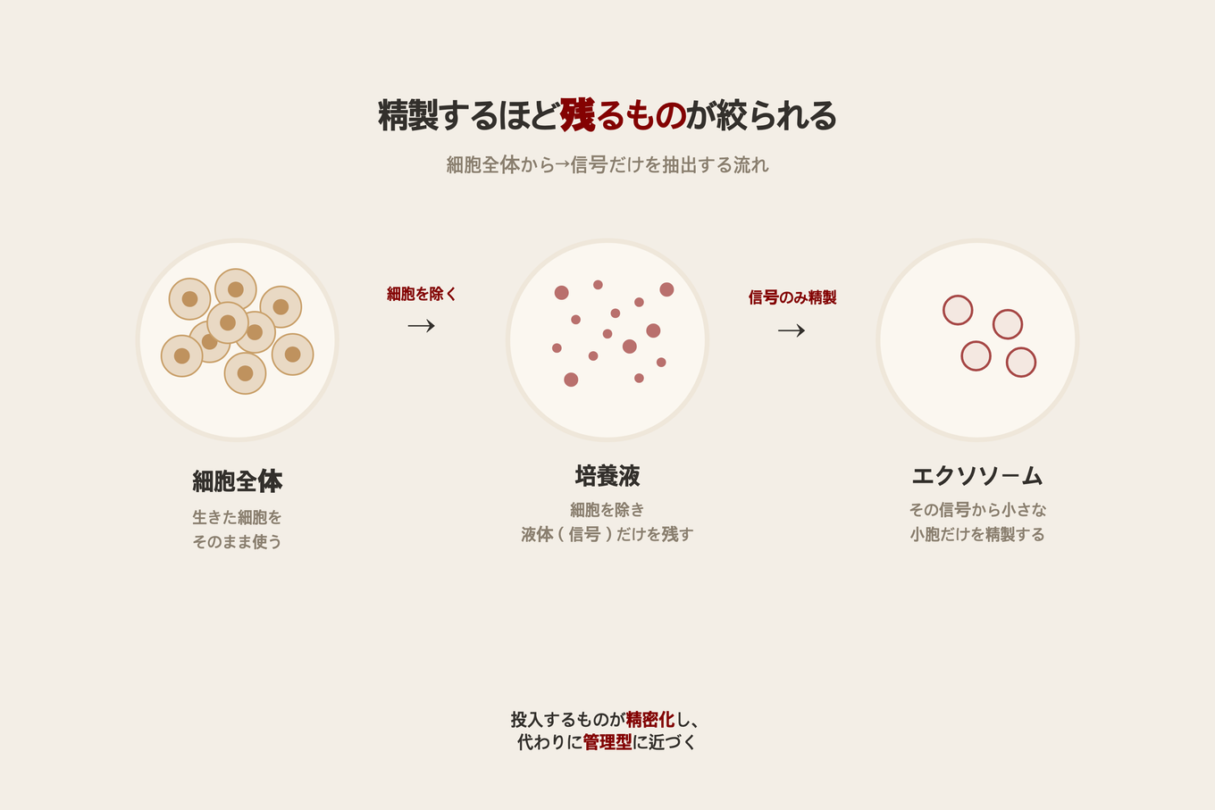 細胞全体から培養液、そしてエクソソームへと進むほど残るものが絞られていく再生成分の精製ステップの流れ図