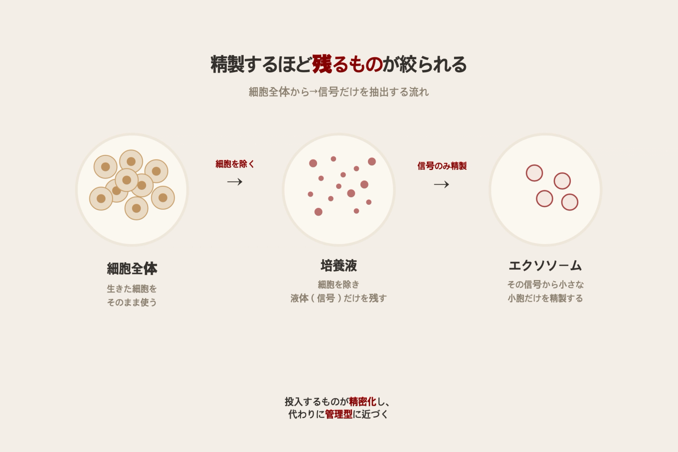 細胞全体から培養液、そしてエクソソームへと進むほど残るものが絞られていく再生成分の精製ステップの流れ図