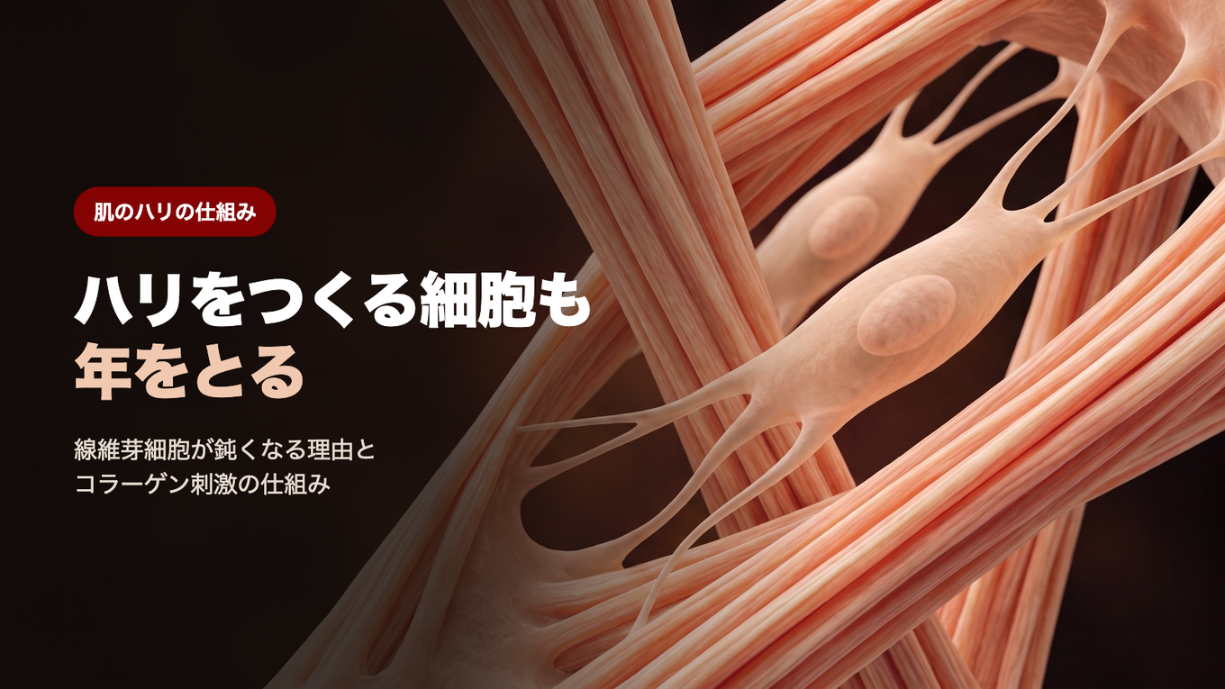 ハリをつくる細胞も年をとる - 線維芽細胞が鈍くなる理由とコラーゲン刺激の仕組み