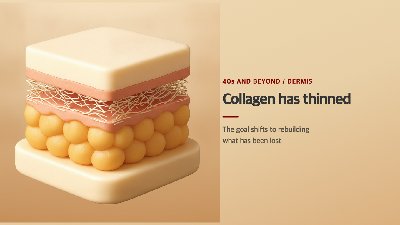 In the 40s-and-beyond dermis, collagen has thinned, so the goal shifts from protecting to rebuilding