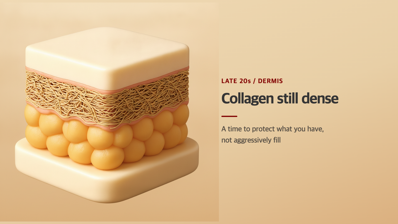 The dermis in your 20s, still densely packed with collagen - a foundation worth protecting