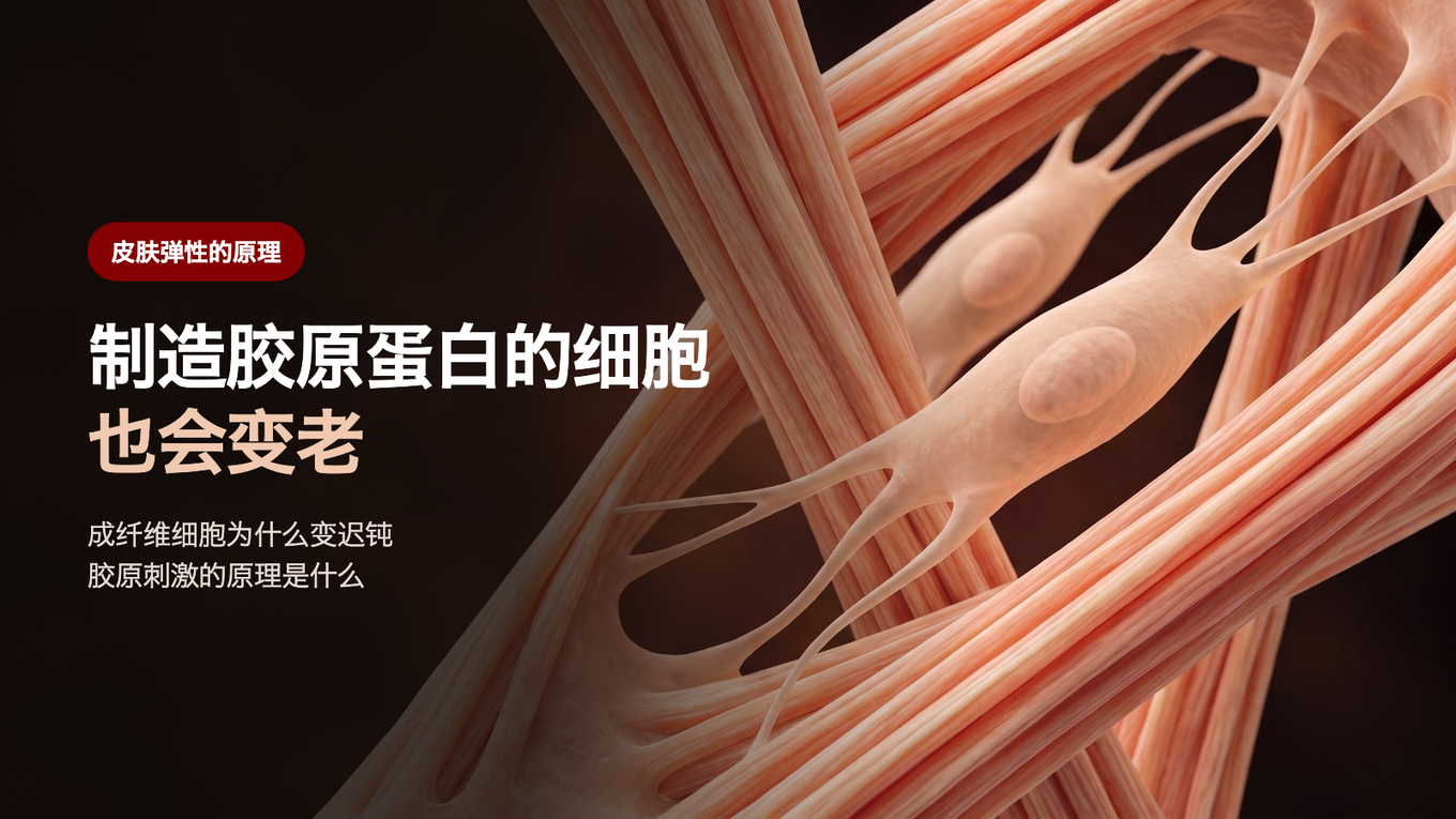 制造胶原蛋白的细胞也会变老 - 成纤维细胞为什么变迟钝,胶原刺激的原理是什么