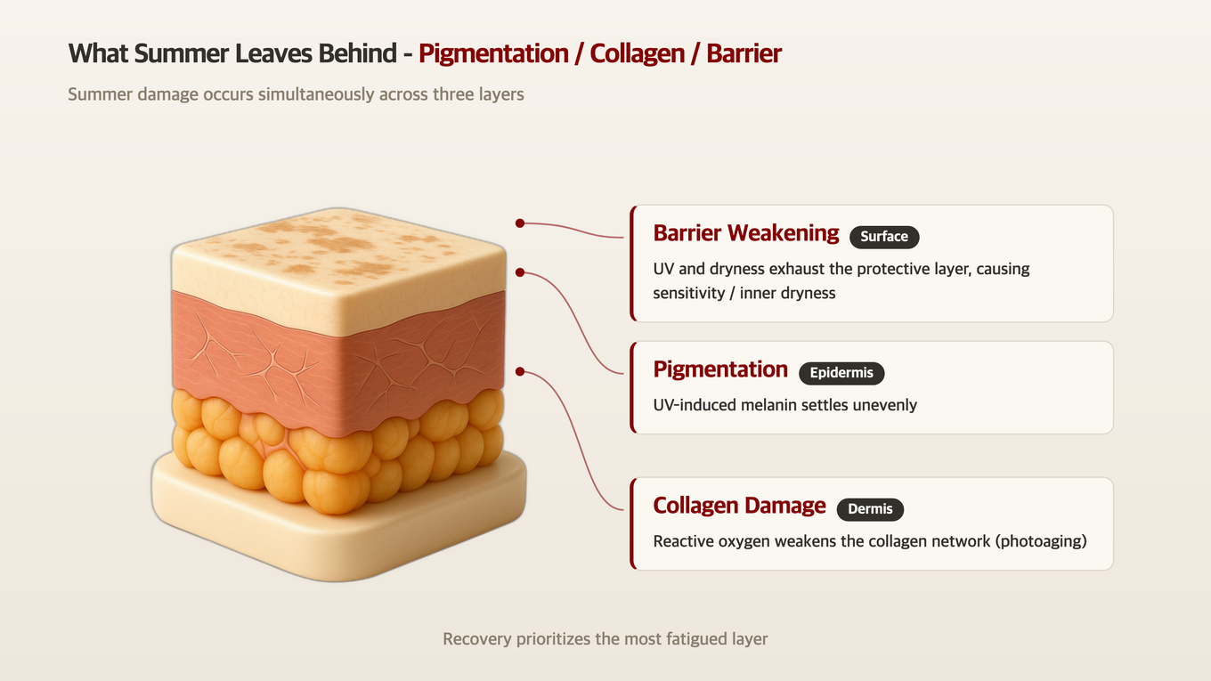 3D model showing pigmentation (epidermis), collagen network thinning (dermis), and barrier dryness (surface) as three summer skin damage layers