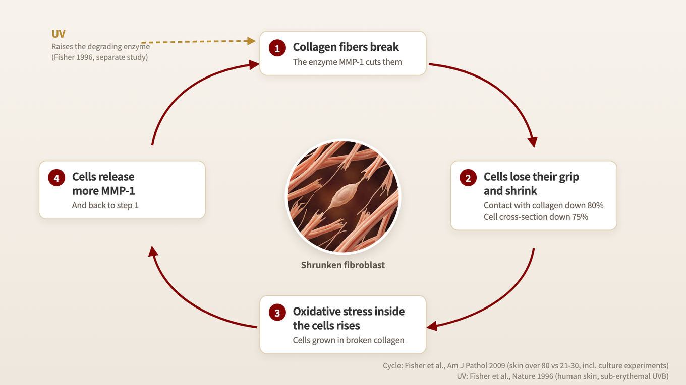 When collagen breaks, fibroblasts shrink, oxidative stress rises and the cells release more of the degrading enzyme MMP-1, which breaks more collagen