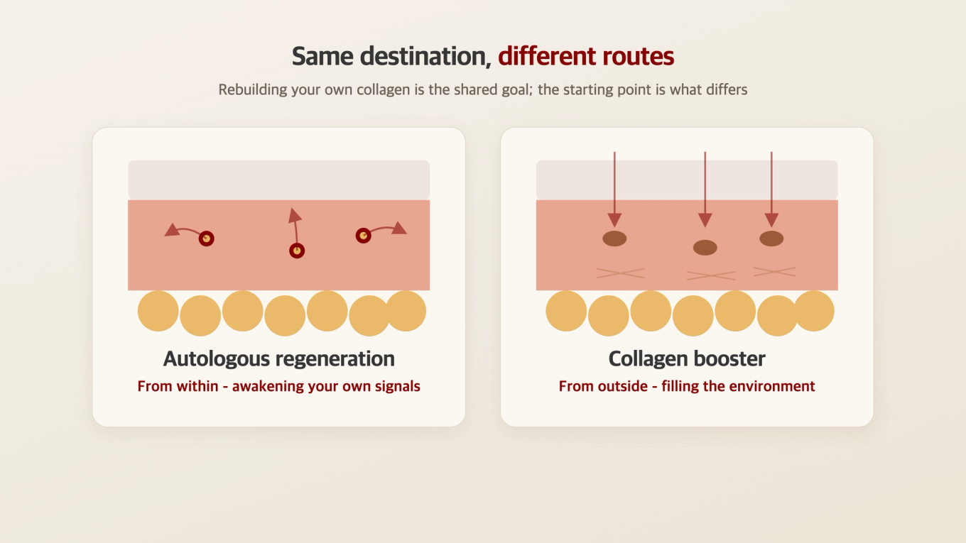 Autologous regeneration awakens internal recovery signals while collagen boosters add substances to reinforce the collagen-growing environment - the same destination via different routes