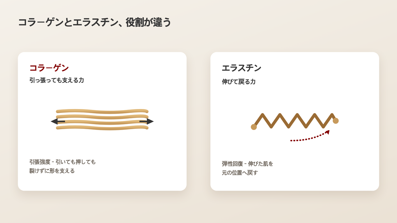 肌を引っ張る時に支えるコラーゲンと、伸びた後に元に戻すエラスチンの役割の違い