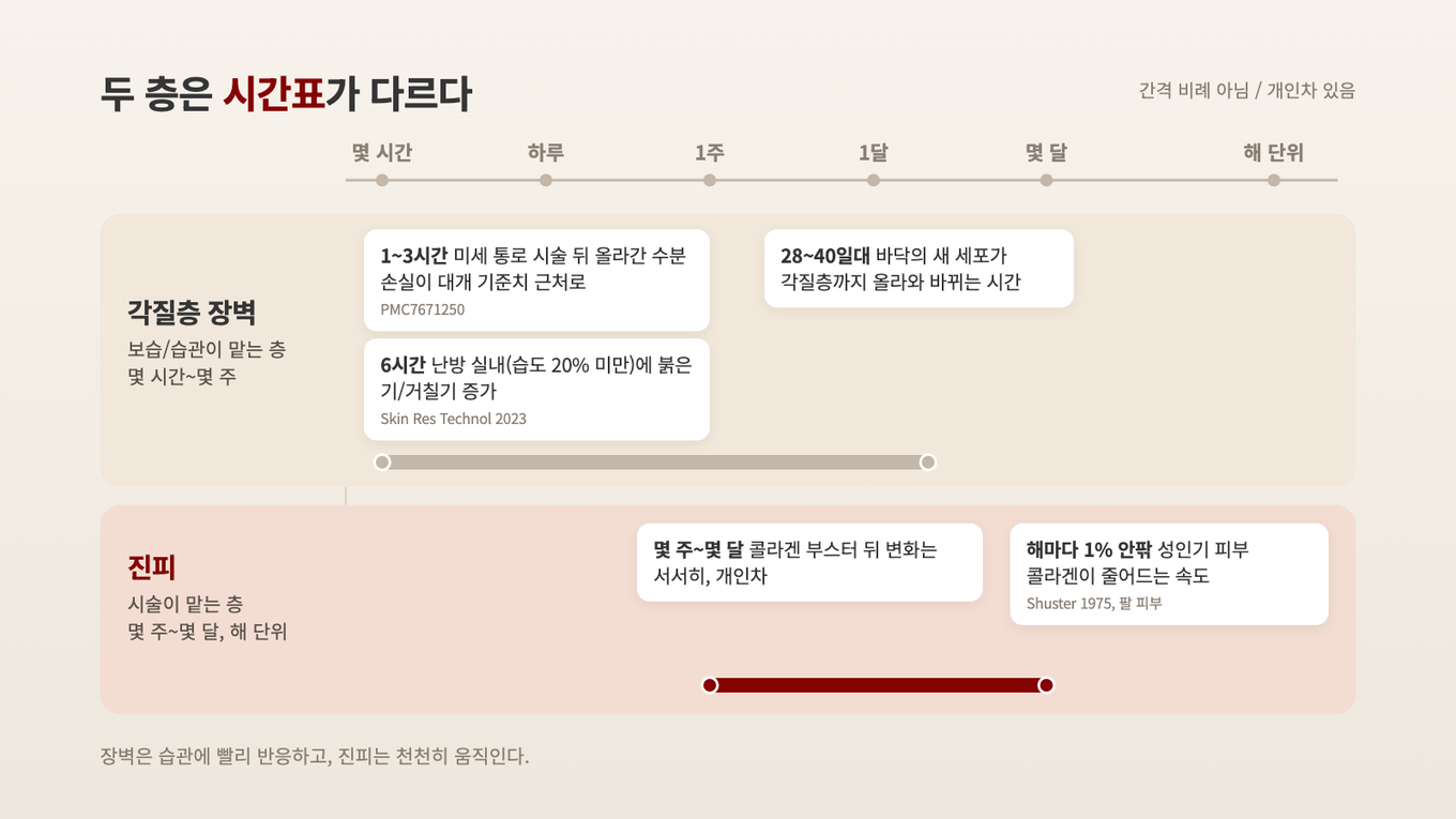 각질층 장벽은 몇 시간에서 몇 주 단위로 반응하고, 진피 콜라겐은 몇 주에서 몇 달, 길게는 해 단위로 움직인다