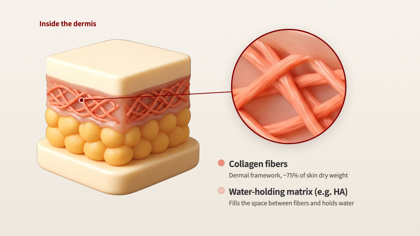 Under magnification, collagen fibers in the dermis form a mesh, and a water-holding matrix fills the space between them