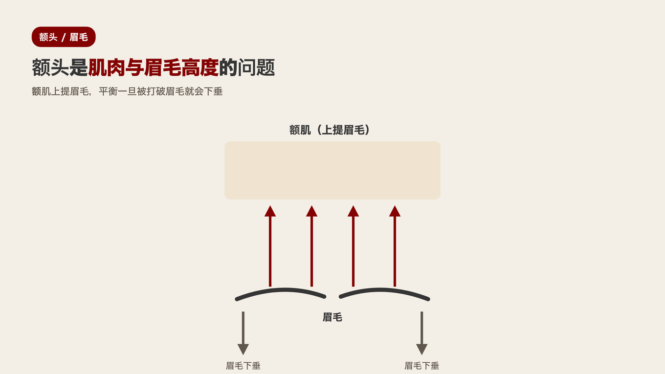 额肌将眉毛上提的力量失衡导致眉毛下垂的力量并存