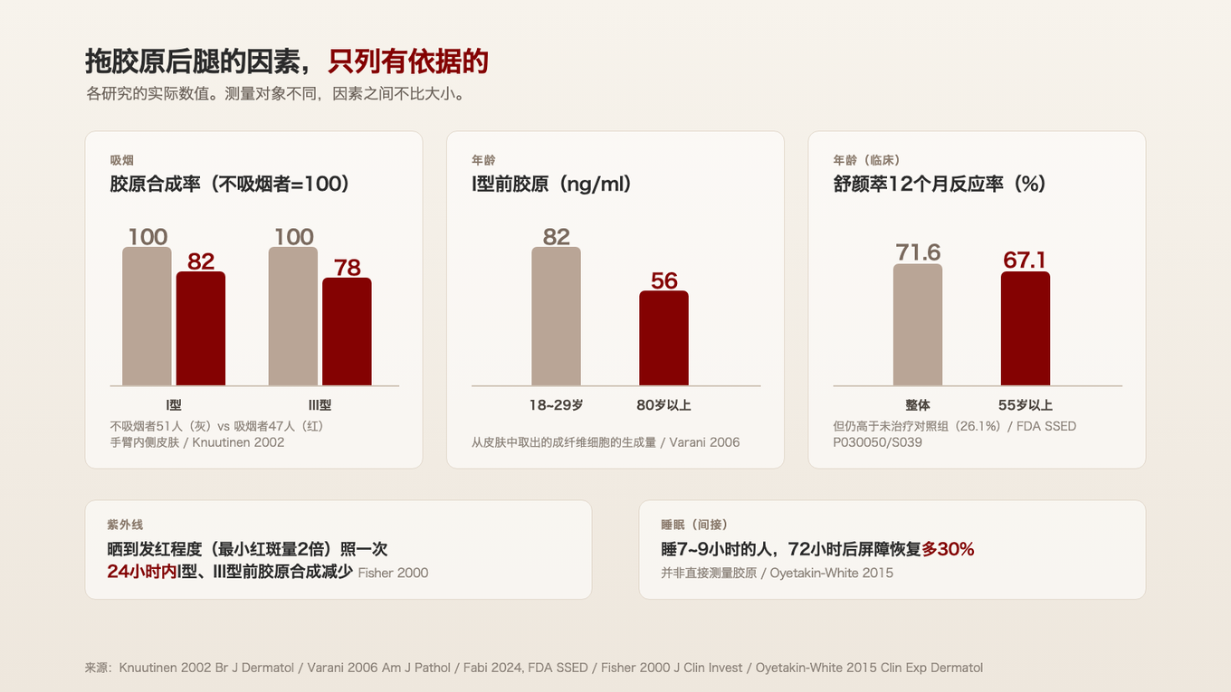 吸烟者皮肤的胶原合成率低18%和22%，80岁以上的成纤维细胞生成的I型前胶原比年轻细胞少，55岁以上的反应率为67.1%
