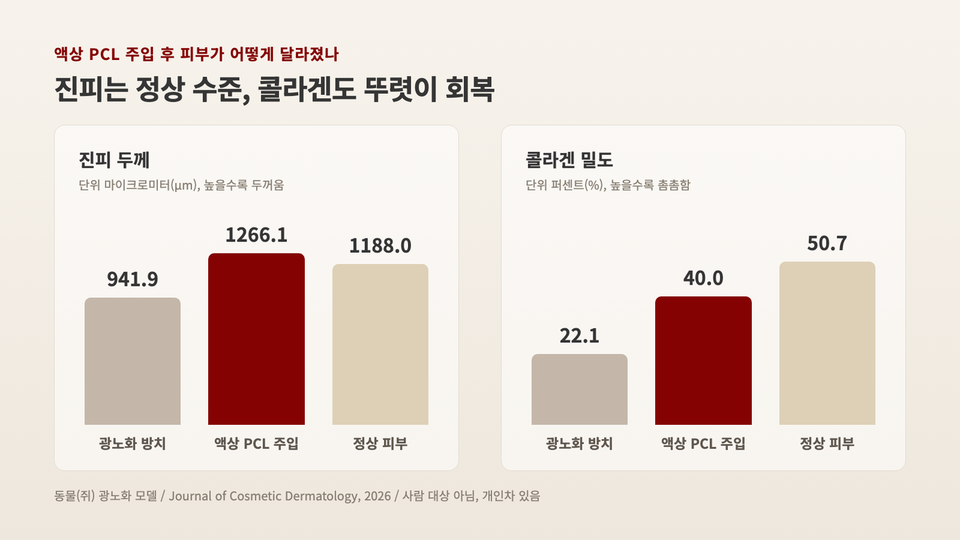 자외선으로 얇아진 피부에 액상 PCL을 넣었더니 진피 두께가 정상에 가깝게 회복되고 콜라겐 밀도도 뚜렷이 올라왔다는 동물 실험 결과