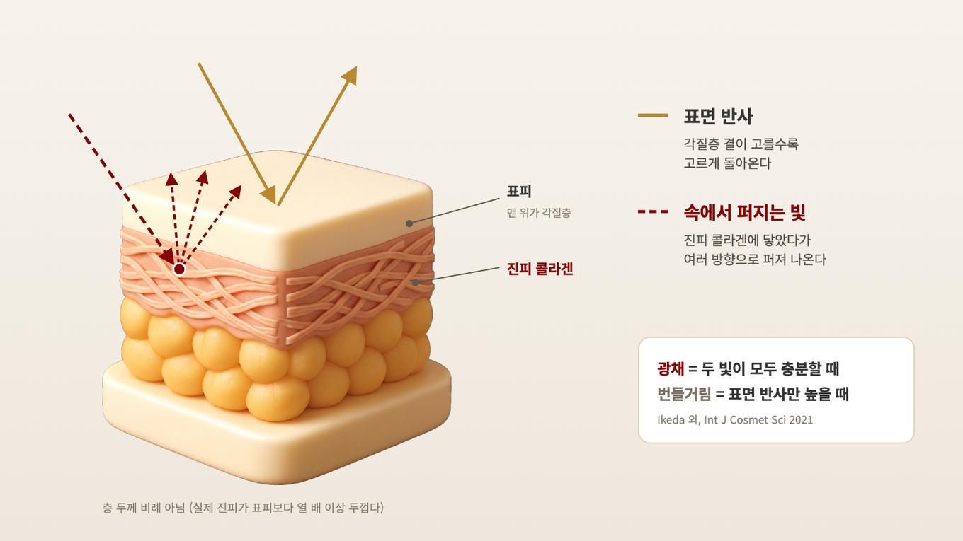 각질층 결이 고르면 표면 반사가 고르게 돌아오고, 진피 콜라겐에 닿은 빛은 속에서 고르게 퍼져 나온다
