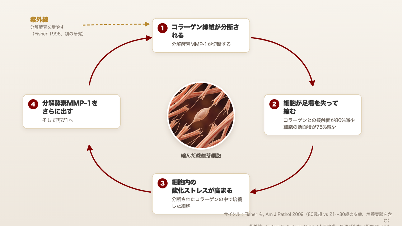 コラーゲンが分断されると線維芽細胞が縮み、酸化ストレスが高まって分解酵素MMP-1を多く出し、さらにコラーゲンが分断される