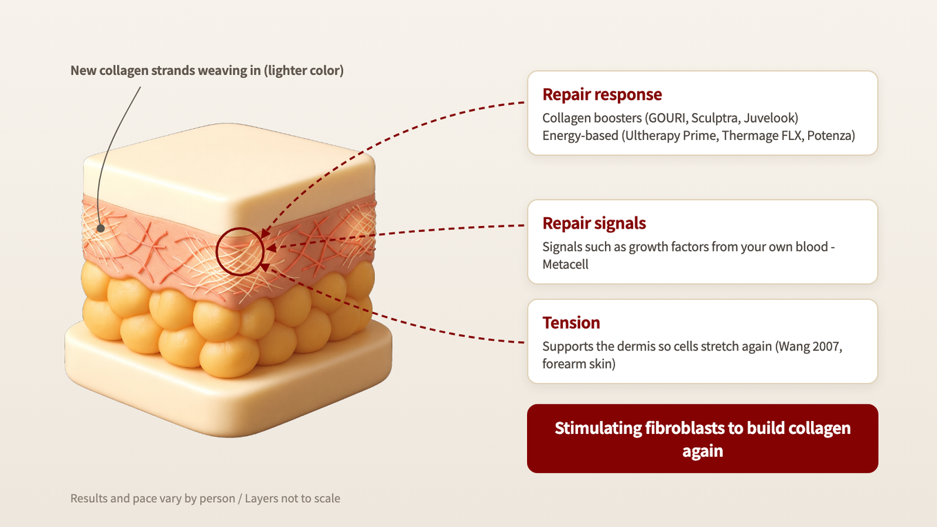Fibroblasts are stimulated so that new collagen strands weave in among sparse, broken collagen