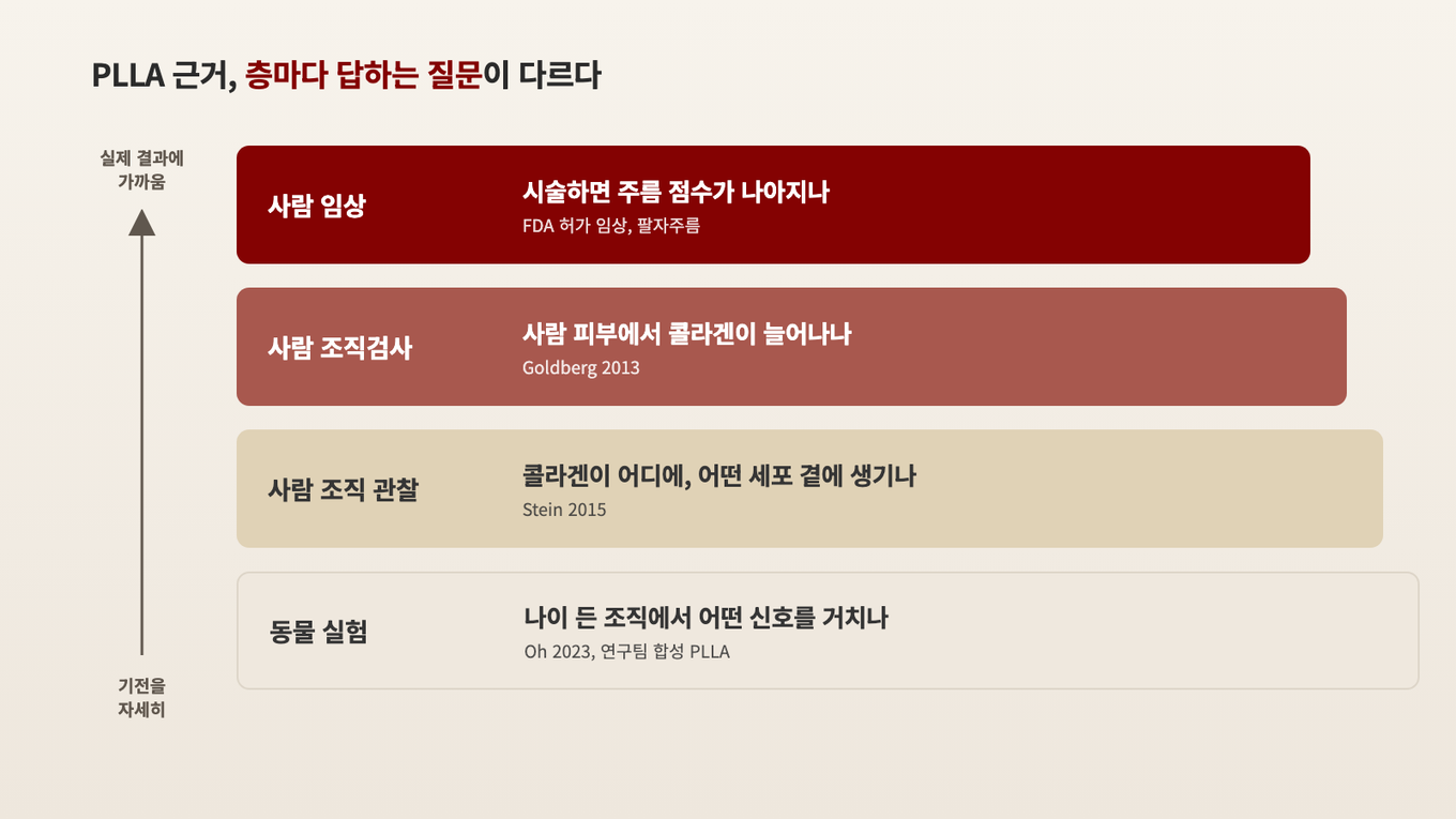 사람 임상은 실제 시술 결과에 가깝고, 동물 실험으로 내려갈수록 기전을 자세히 보여 준다