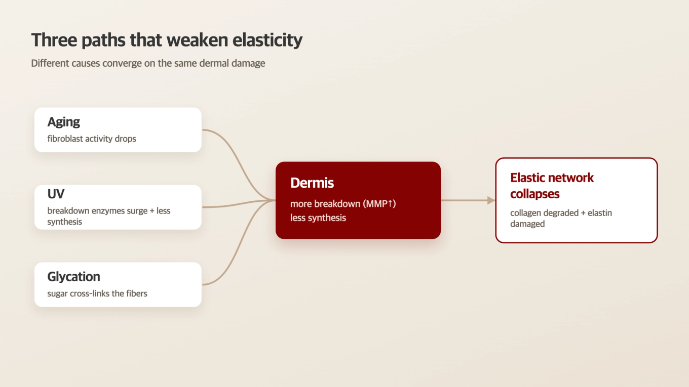 Cascade of Factors Reducing Dermal Collagen and Damaging Elastin