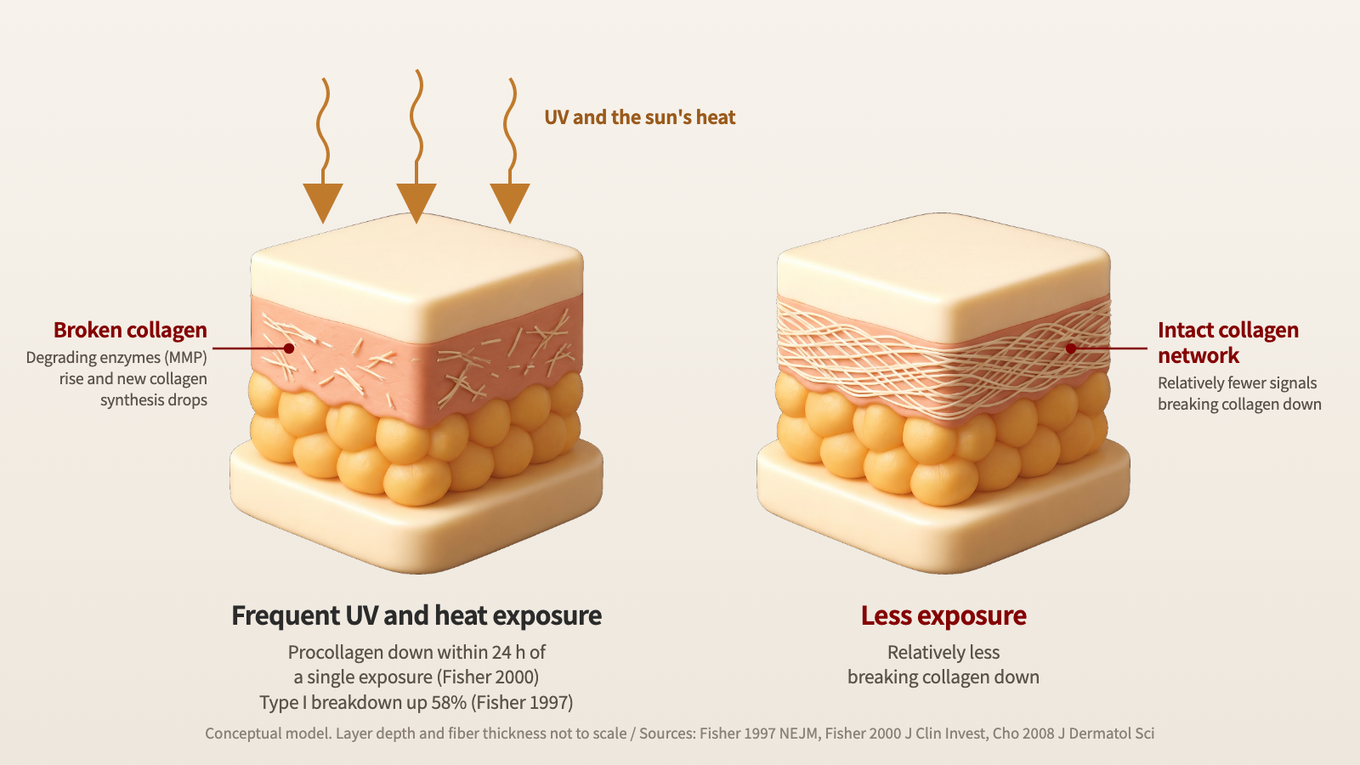 With frequent exposure to UV and the sun's heat, dermal collagen gets cut and synthesis drops; with less exposure, there is relatively less breaking collagen down