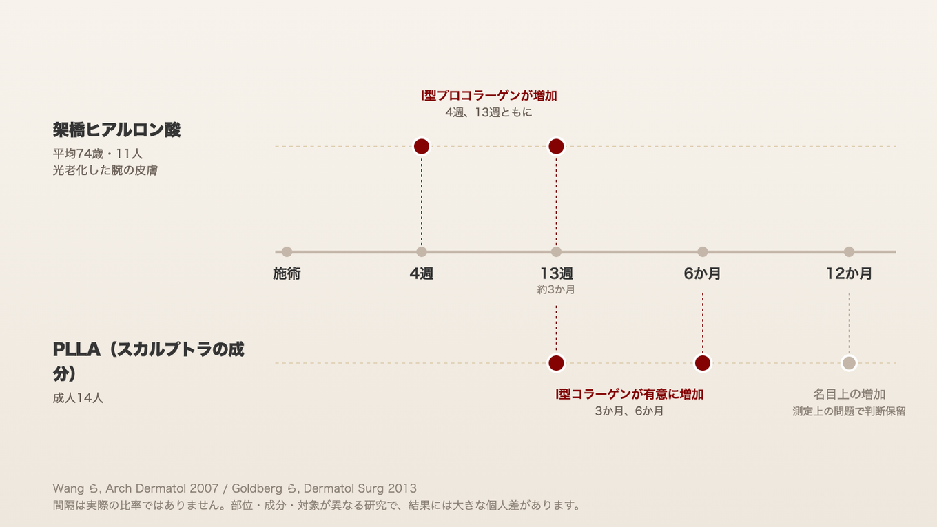 架橋ヒアルロン酸の研究では4週後と13週後、PLLAの研究では3か月後と6か月後にI型（プロ）コラーゲンの増加が測定された