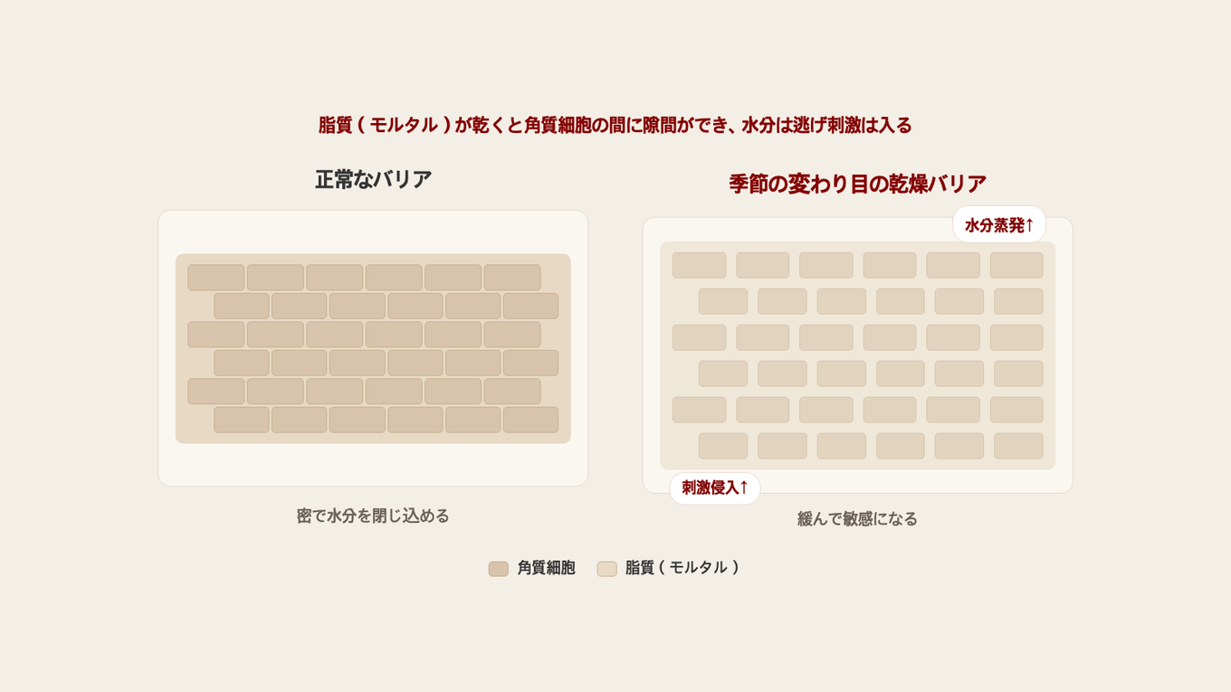 角質層のバリアをレンガの壁に例え、脂質がしっかり詰まった正常なバリアと、季節の変わり目に脂質が乾燥して隙間ができたバリアを並べた様子 - 隙間から水分が失われ刺激が入る