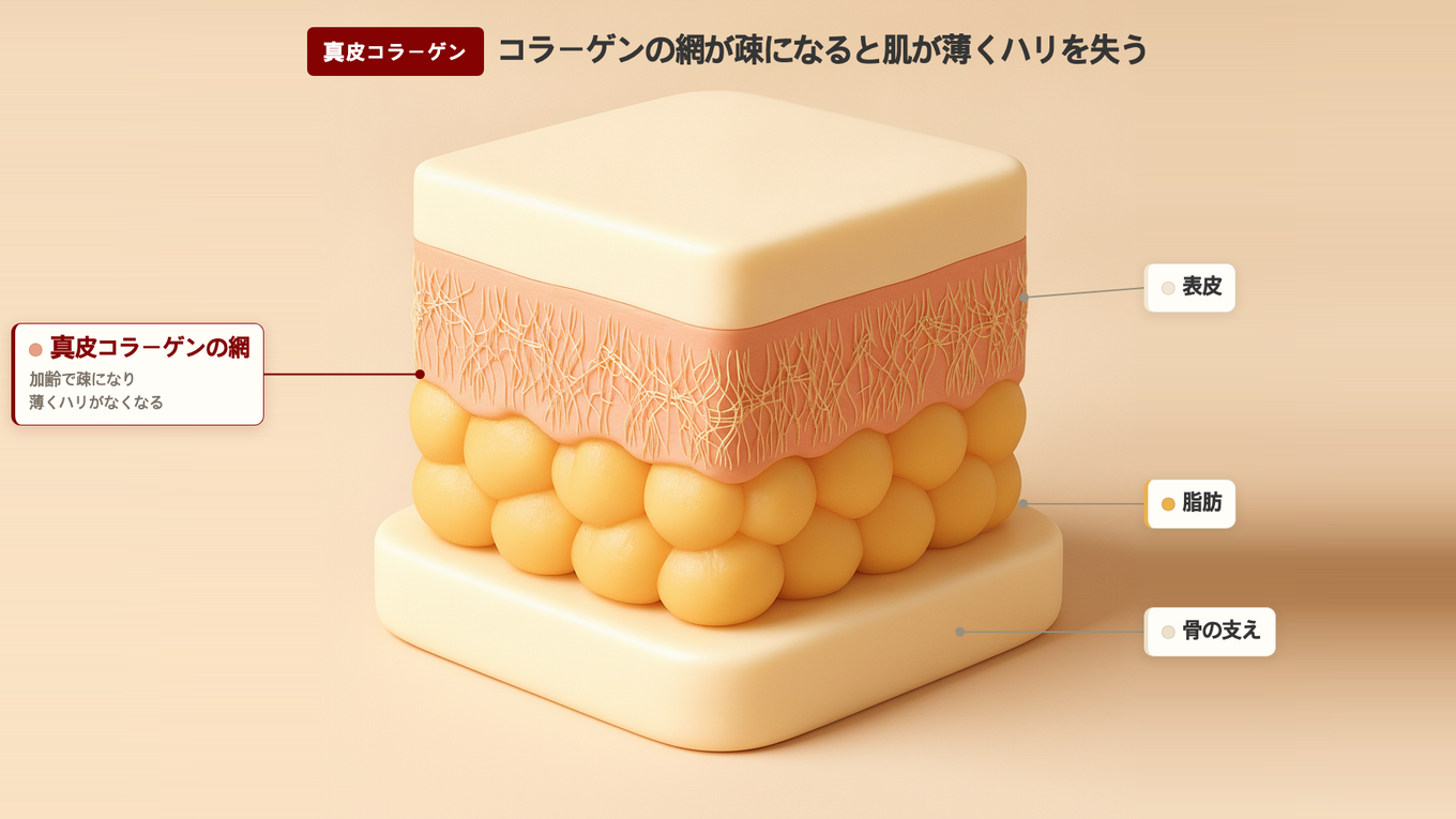 真皮のコラーゲンの網は若いときは密ですが、年を取ると緩くなり薄くハリがなくなる