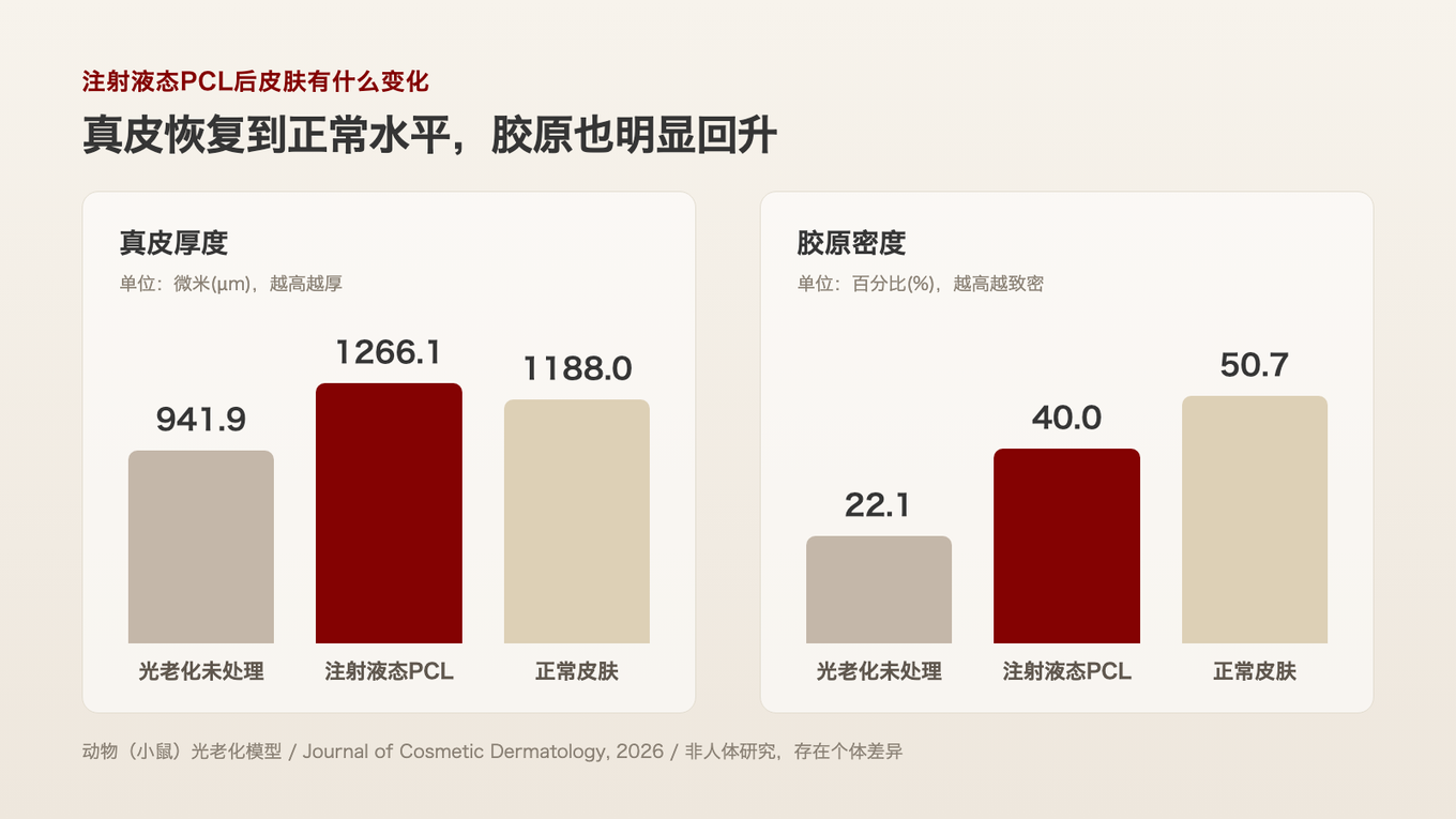 在被紫外线弄薄的皮肤中注射液态PCL后,真皮厚度恢复到接近正常,胶原密度也明显回升的动物实验结果