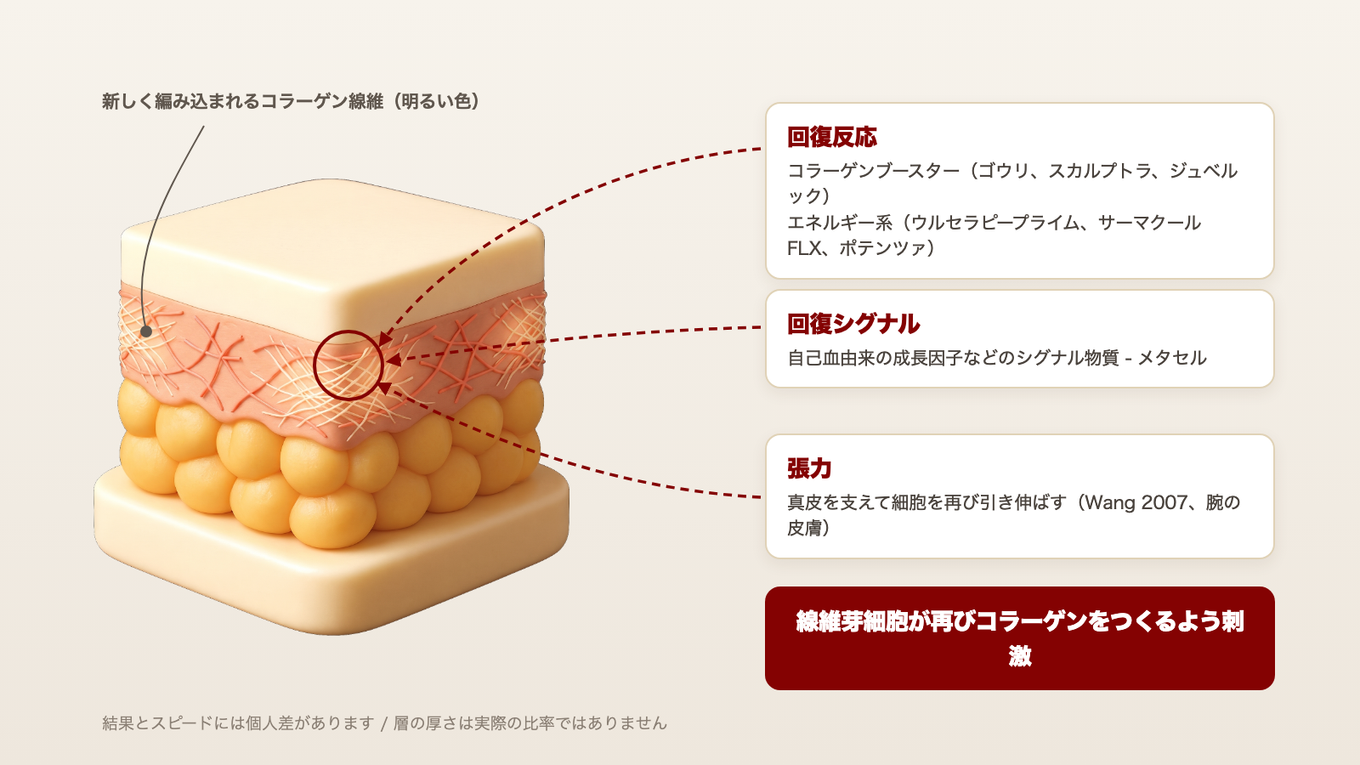 まばらで分断されたコラーゲンの間に新しいコラーゲンの線維が編み込まれるよう、線維芽細胞を刺激する