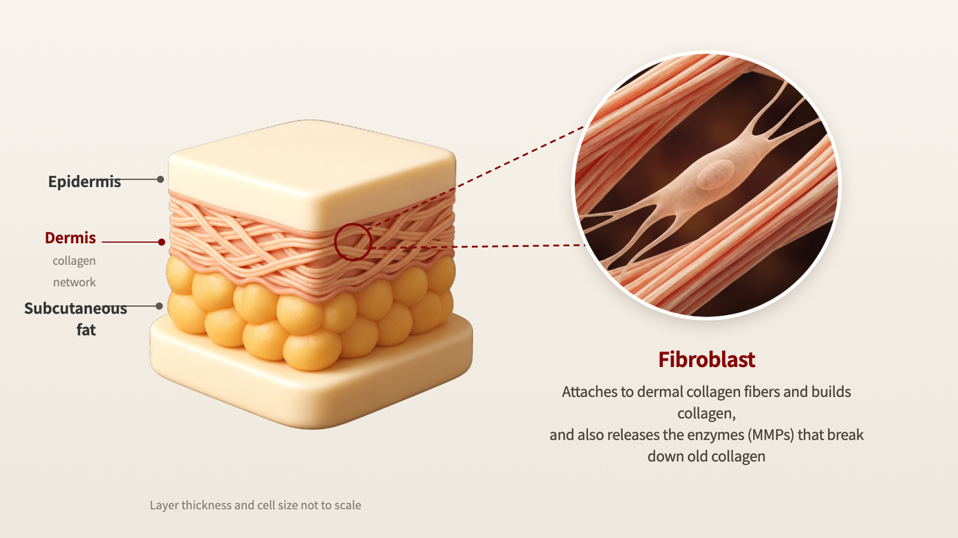 Fibroblasts spread out and attached to fibers in the dermal collagen network, where they make collagen