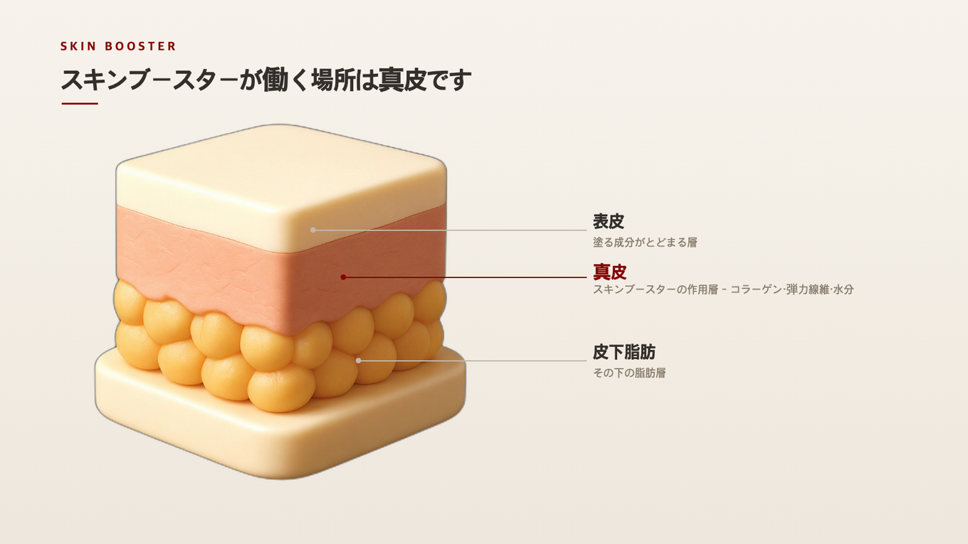 スキンブースターは真皮のコラーゲンと弾力線維がある層を狙います