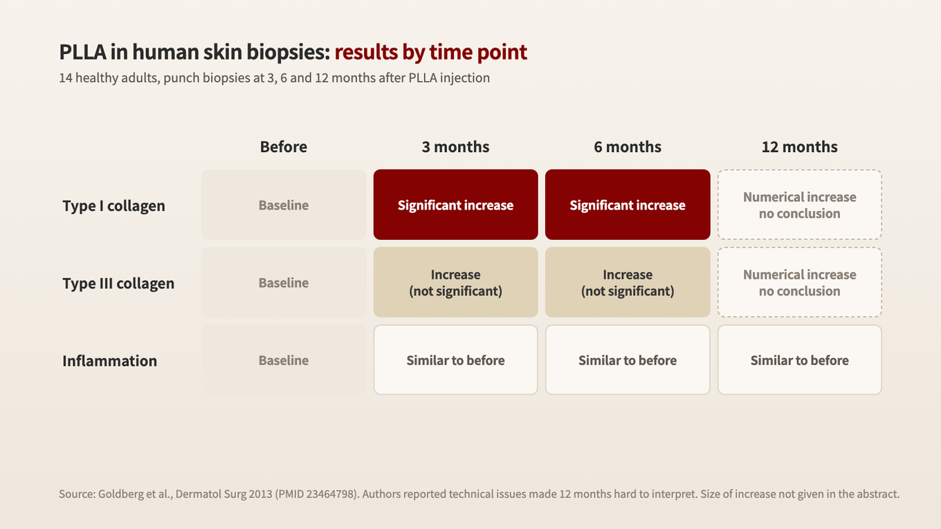 In biopsies from 14 healthy adults, type I collagen rose significantly at 3 and 6 months, 12 months was inconclusive, and inflammation stayed similar to pre-treatment at every time point