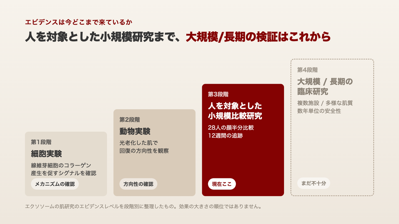 エクソソームの肌研究のエビデンスの段階。細胞実験と動物実験を経て人を対象とした小規模比較研究まで来ており、大規模/長期の臨床研究はまだ不足している