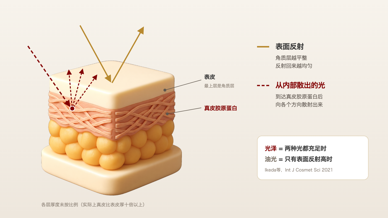 角质层肤质平滑时，表面反射均匀地回来；到达真皮胶原蛋白的光从内部均匀地散射出来