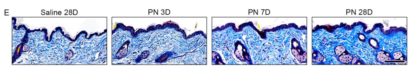 Masson's trichrome-stained tissue showing collagen fibers (blue) growing denser over time in PN-treated mouse skin