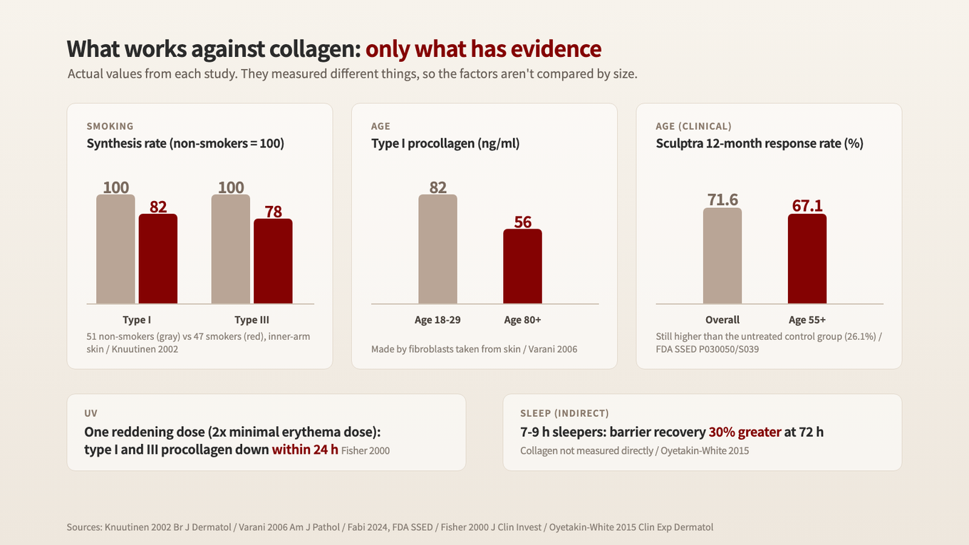Smokers' skin had 18% and 22% lower collagen synthesis rates, fibroblasts from people 80 and older made less type I procollagen than younger cells, and people 55 and older had a 67.1% response rate