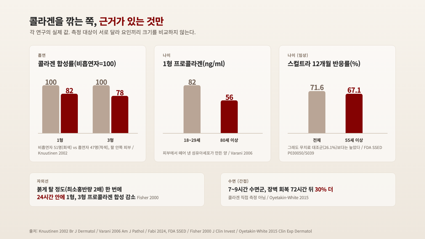 흡연자 피부는 콜라겐 합성률이 18%, 22% 낮았고, 80세 이상 섬유아세포는 젊은 세포보다 1형 프로콜라겐을 적게 만들었으며, 55세 이상은 반응률이 67.1%였다