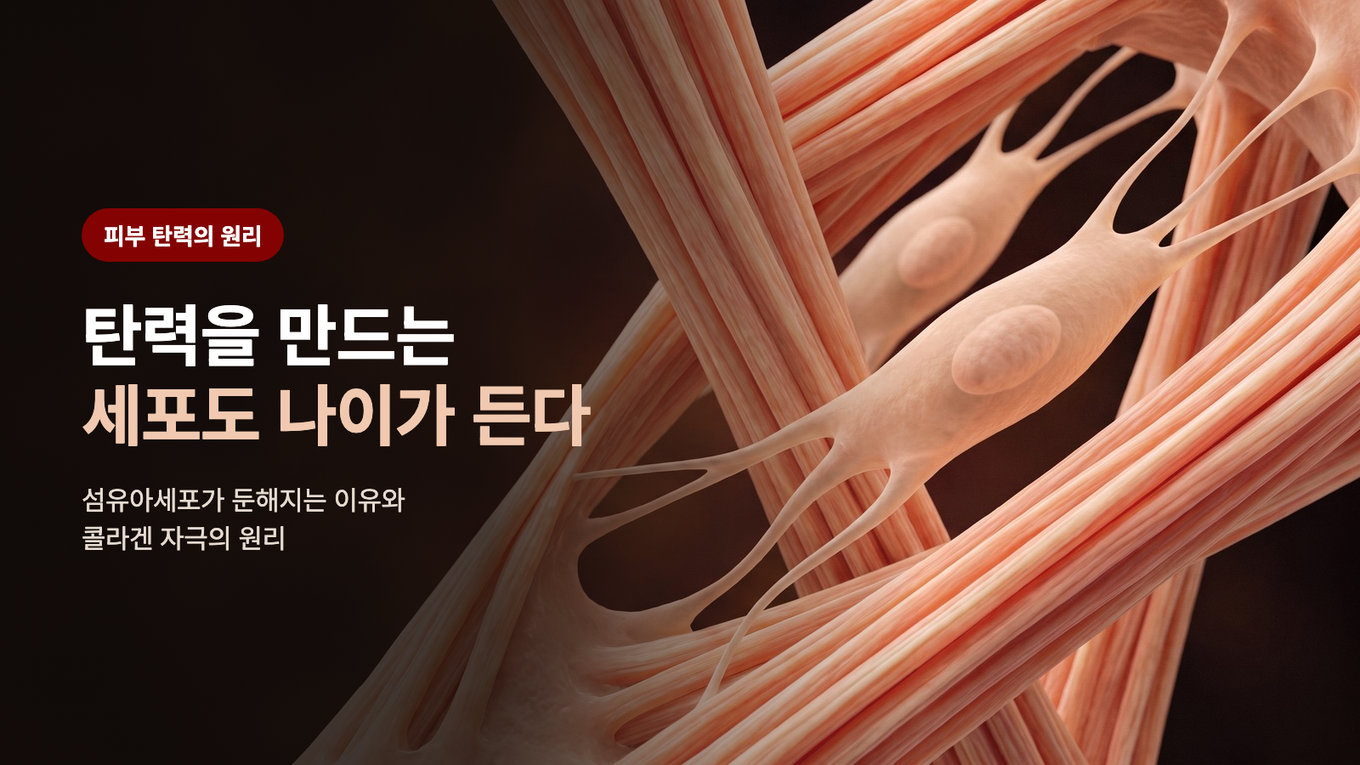 탄력을 만드는 세포도 나이가 든다 - 섬유아세포가 둔해지는 이유와 콜라겐 자극의 원리