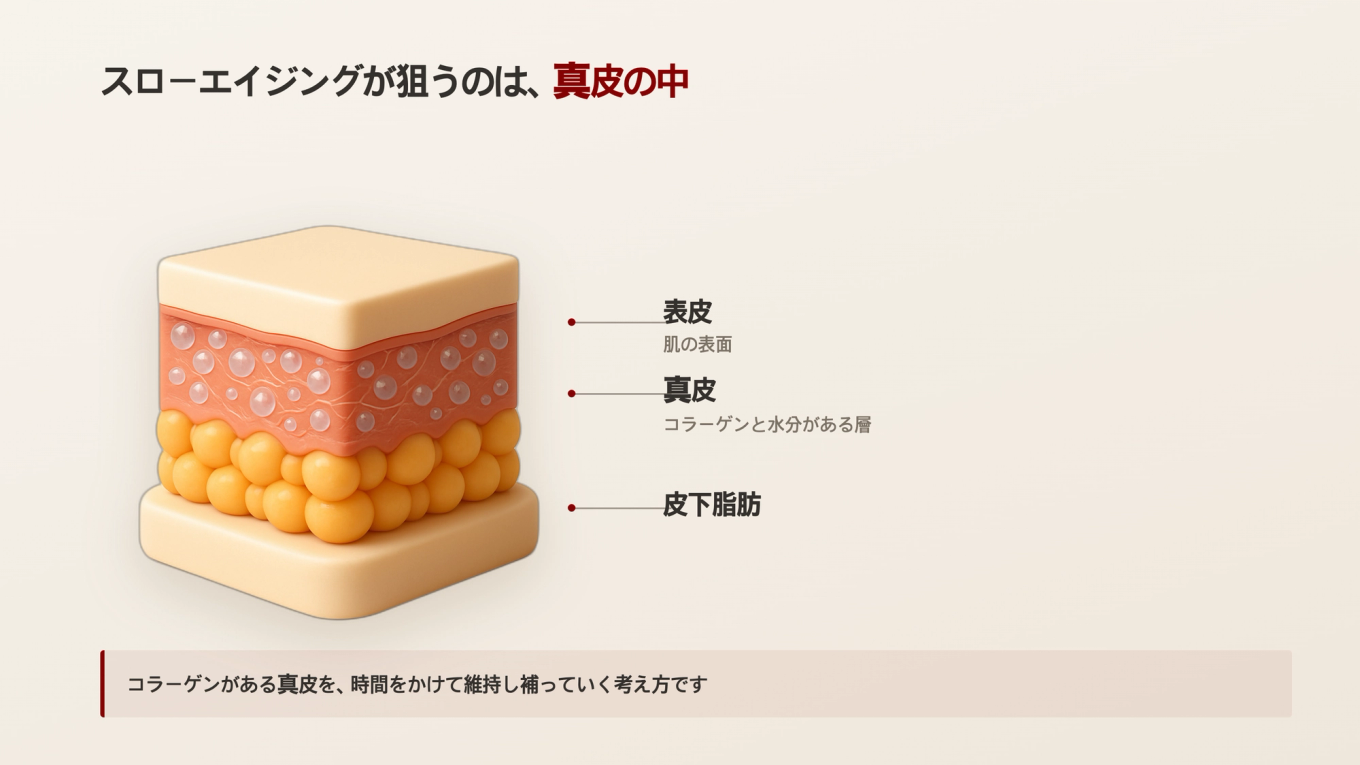 表皮 真皮 皮下脂肪層を示すリアルな3D肌断面モデル上に、真皮コラーゲンをゆっくり維持するというスローエイジングの概念を載せた図式