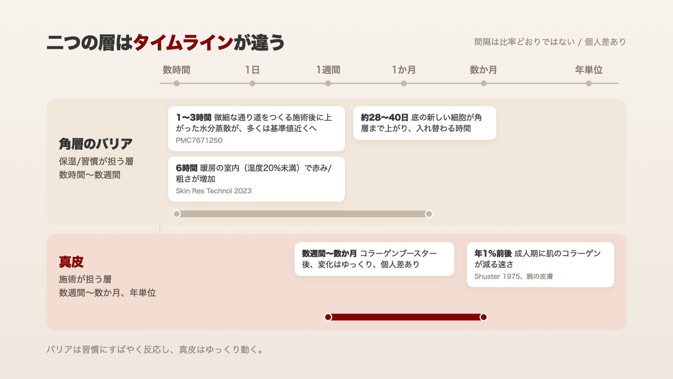 角層のバリアは数時間から数週間の単位で反応し、真皮のコラーゲンは数週間から数か月、長ければ年単位で変化する