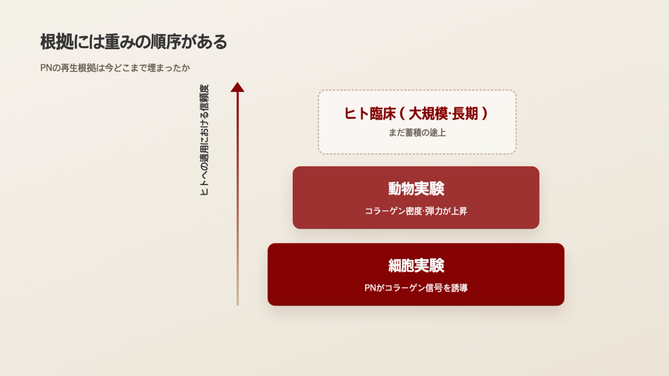 細胞実験から動物実験、人での臨床へと進むほどに根拠の重みが増す科学的根拠のグレード
