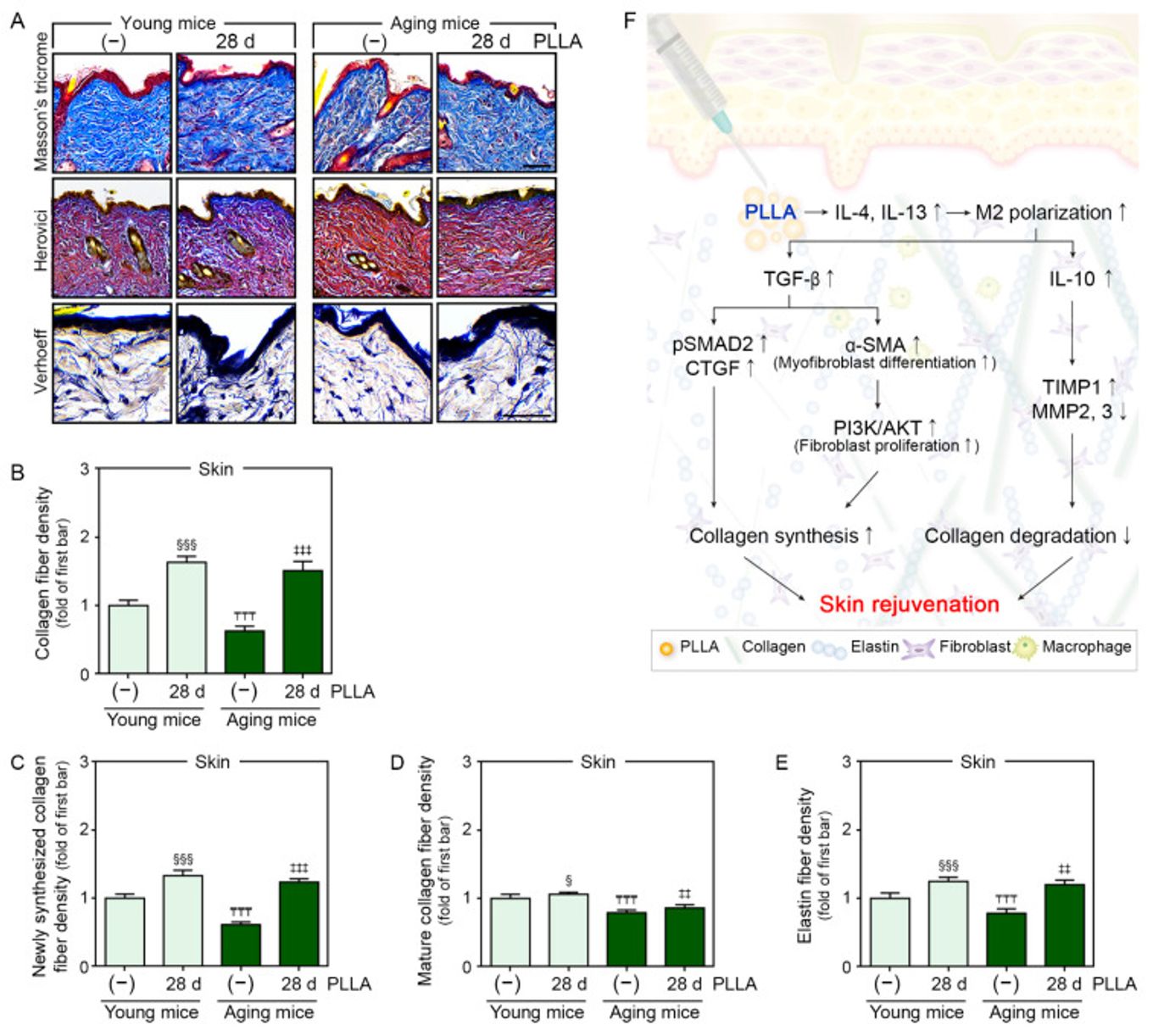 In aged mouse skin, collagen fibers and newly made collagen that had decreased went back up 28 days after PLLA injection
